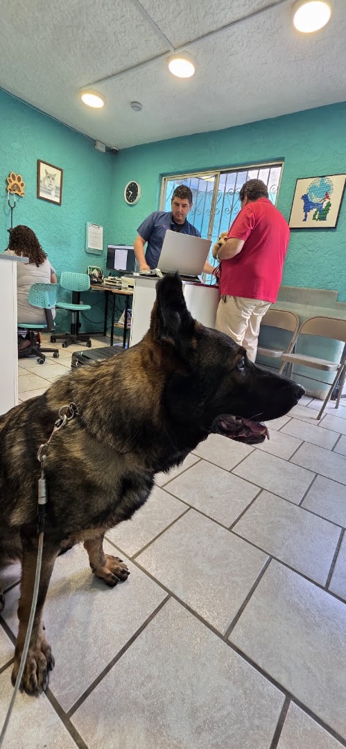 Paciente del Hospital Veterinario de Occidente
