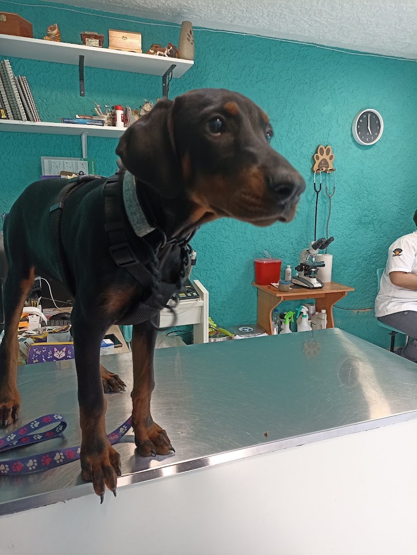 Perro atendido en el Hospital Veterinario de Occidente
