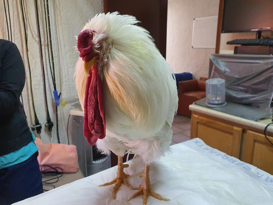 Paciente del Hospital Veterinario de Occidente