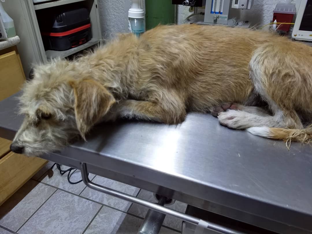 Paciente del Hospital Veterinario de Occidente